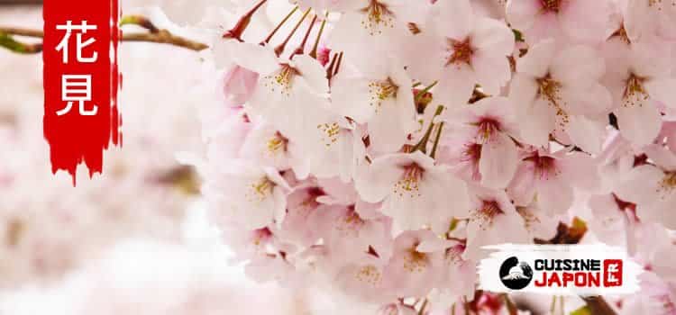 Le cerisier en fleur du Japon - Gamm vert